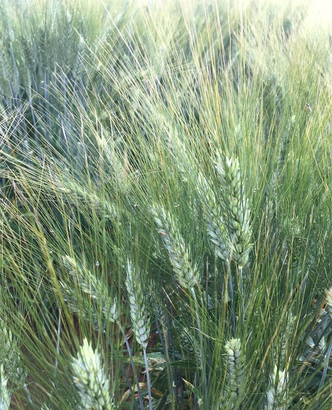 Σίτος σκληρός Nonno Marianno