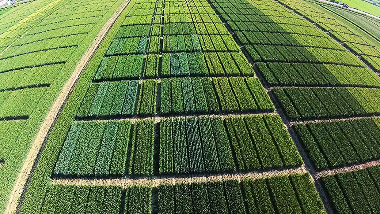 Καλιέργειες drone view
