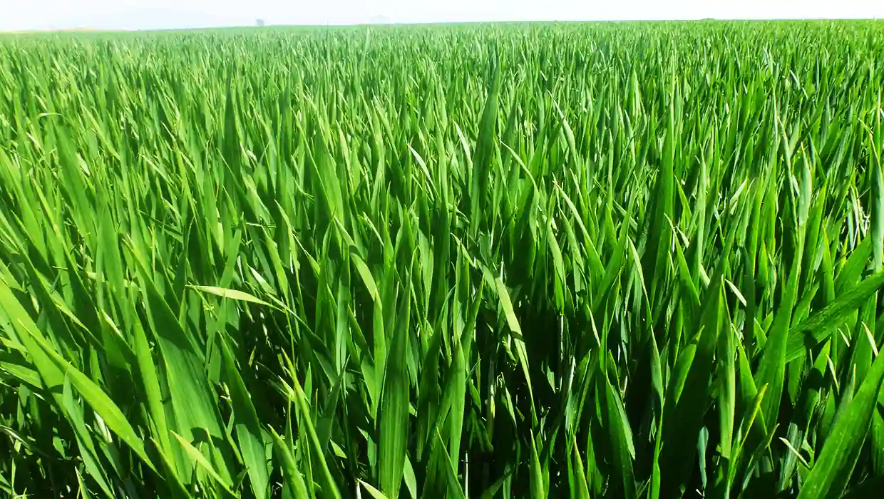 Καλλιέργεια καλαμποκιού