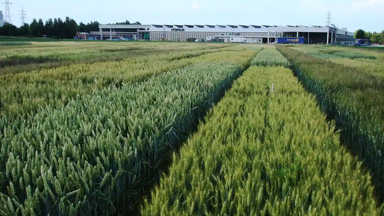 Καλλιέργεια σιταριού