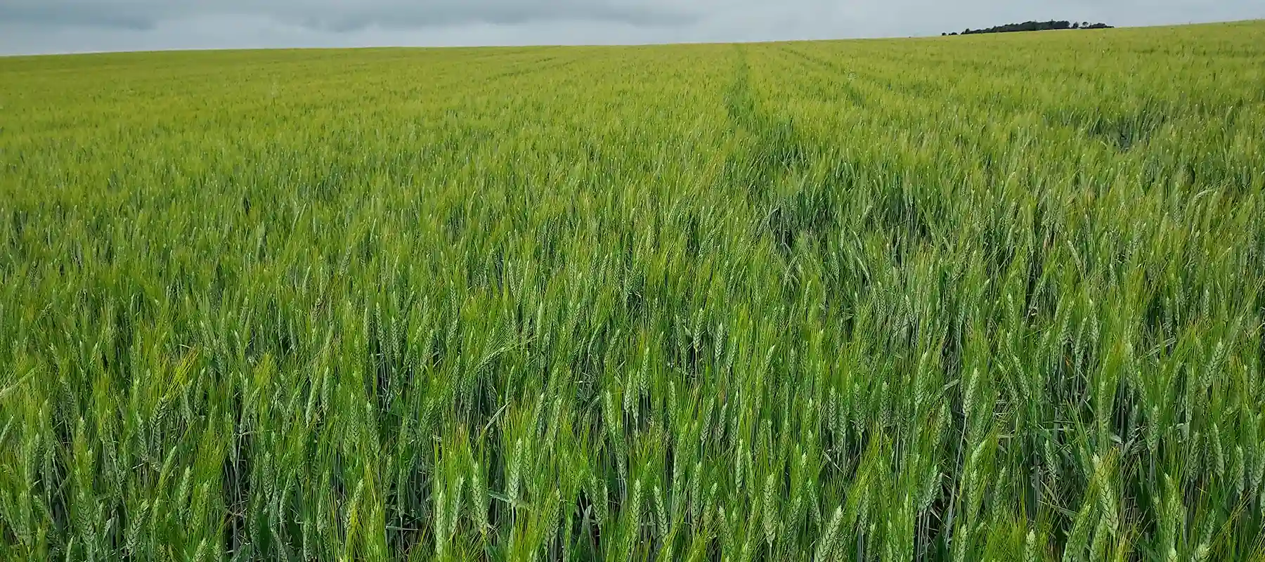 Σίτος Σκληρός Farah